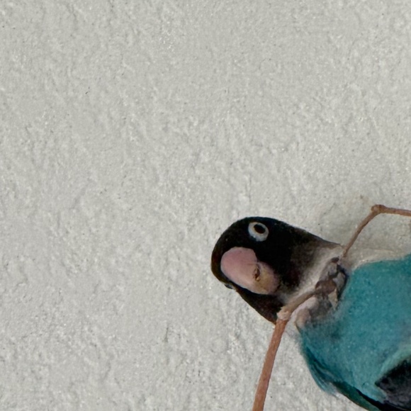 N/a - Picture 1 of 1